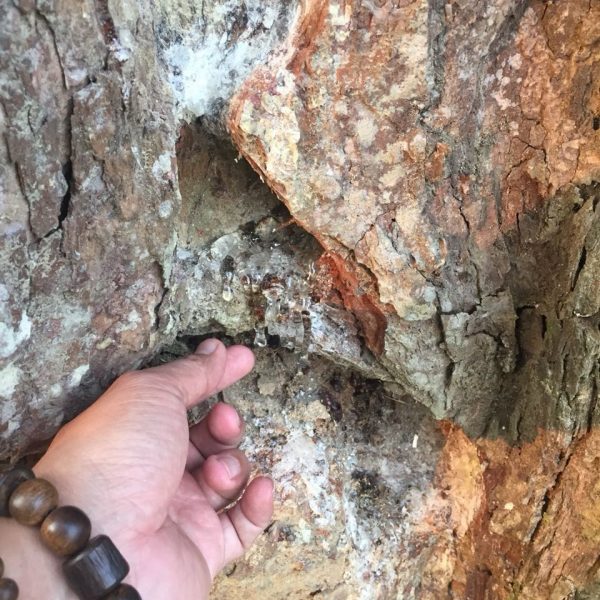 High Quality Damar Gum - Image 4